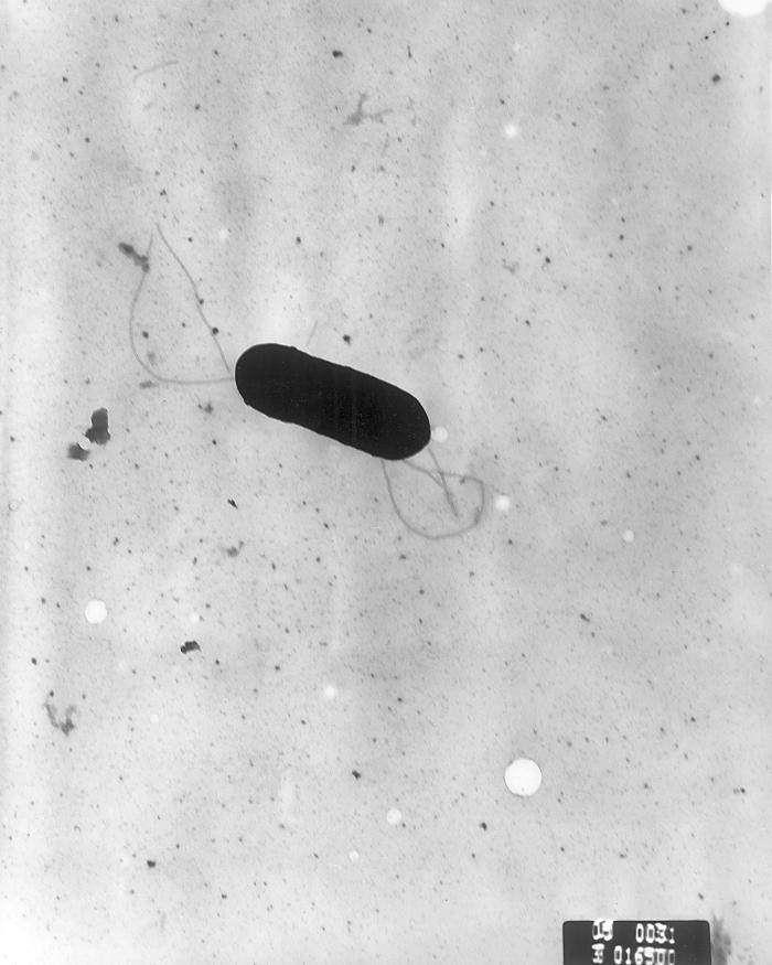 Listeria_monocytogenes_PHIL_2287_lores Listeria_monocytogenes_PHIL_2287_lores