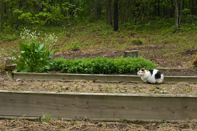 scotch-garden-450