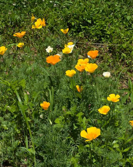 poppy-450