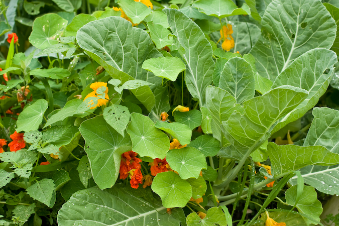 garden-collards-450