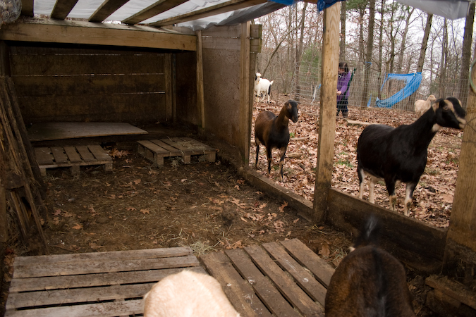 goat-house-450 goat-house-450