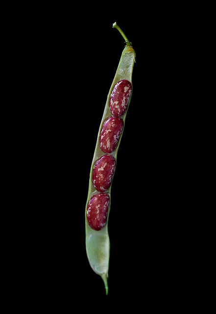 bean