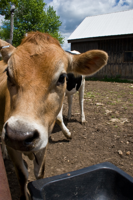 cow-project-450 cow-project-450