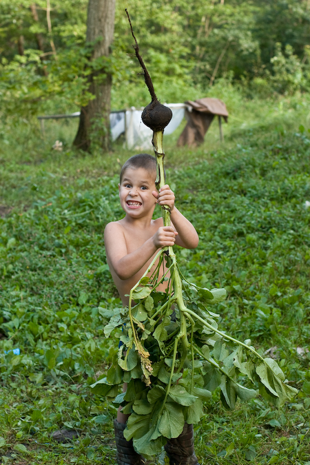 mega-radish-450