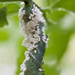 A healthy ecosystem in an unappealing wrapper