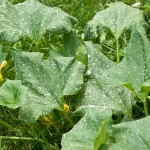 Fighting powdery mildew with milk