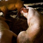 Rembrandt of a swine