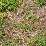 A small harvest of straw potatoes