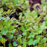 Sproutastic