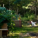 Starting to let the avian folk in the garden