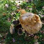 A Fall Fowl Phalanx