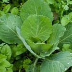 Cold New England gardening – an update