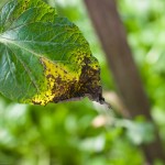 Early Blight on my Tomatoes
