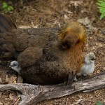 Chickens, in the woods