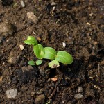 Germinating dicots