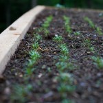Rainy updates
