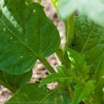 Enter the Flea Beetle