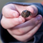 Amphibious visitors