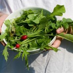 First Salad