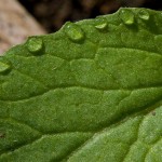 Whats in a leaf?
