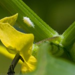 Woolly Aphids, lady bugs, and hymenoptera musings
