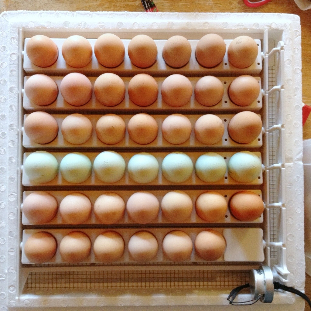 20130513-123245.jpg