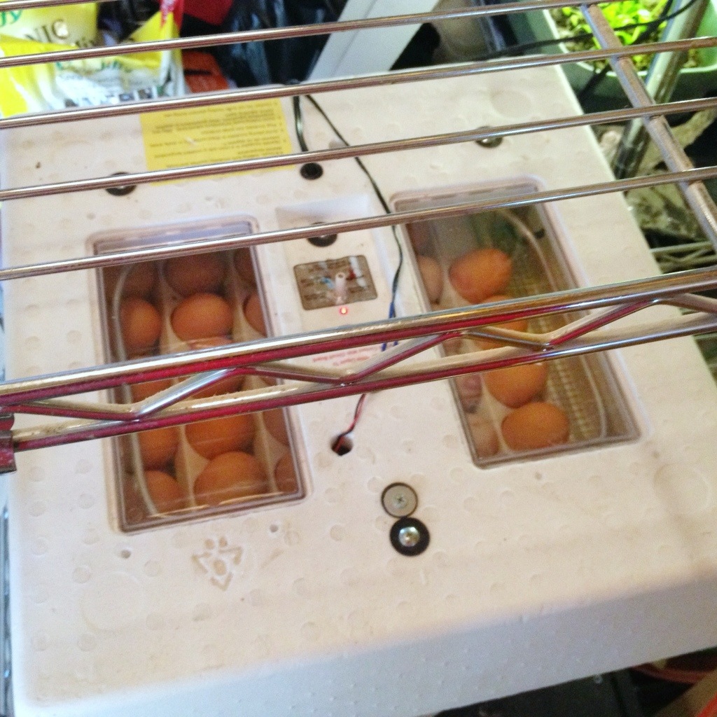 20130513-123330.jpg